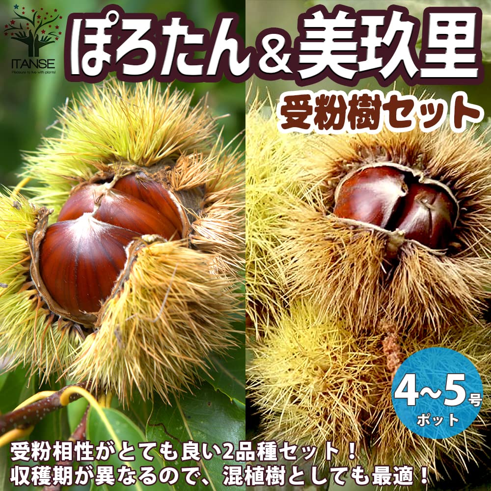 Amazon.co.jp: 栗の苗 ぽろたん・美玖里(みくり) 受粉樹2本