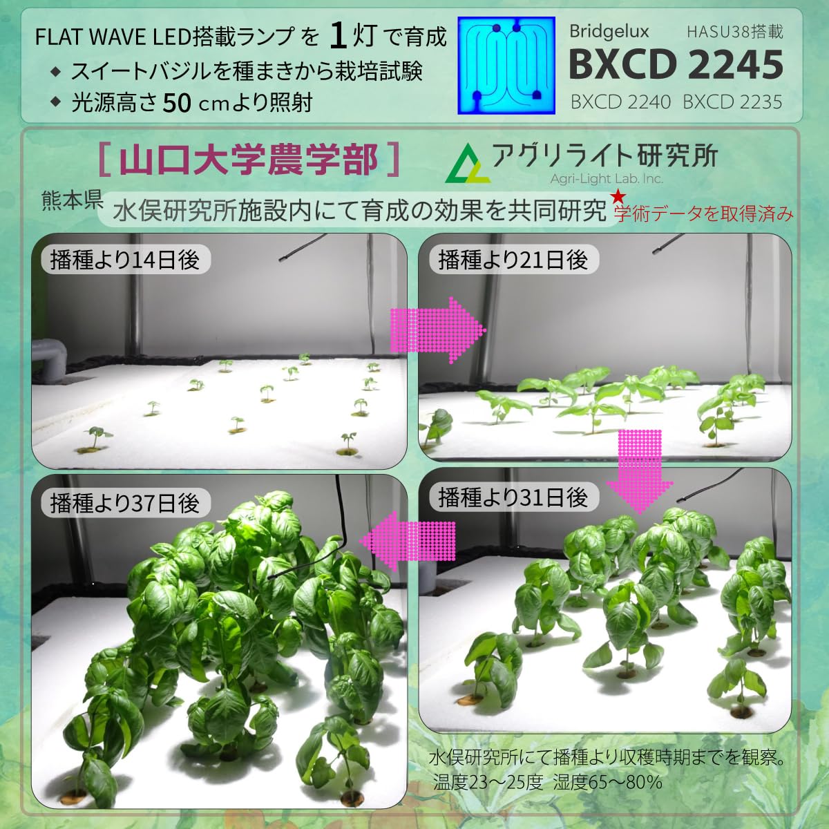 Amazon.co.jp: HaruDesign 植物育成ライト HASU38 6K ホワイトボディ