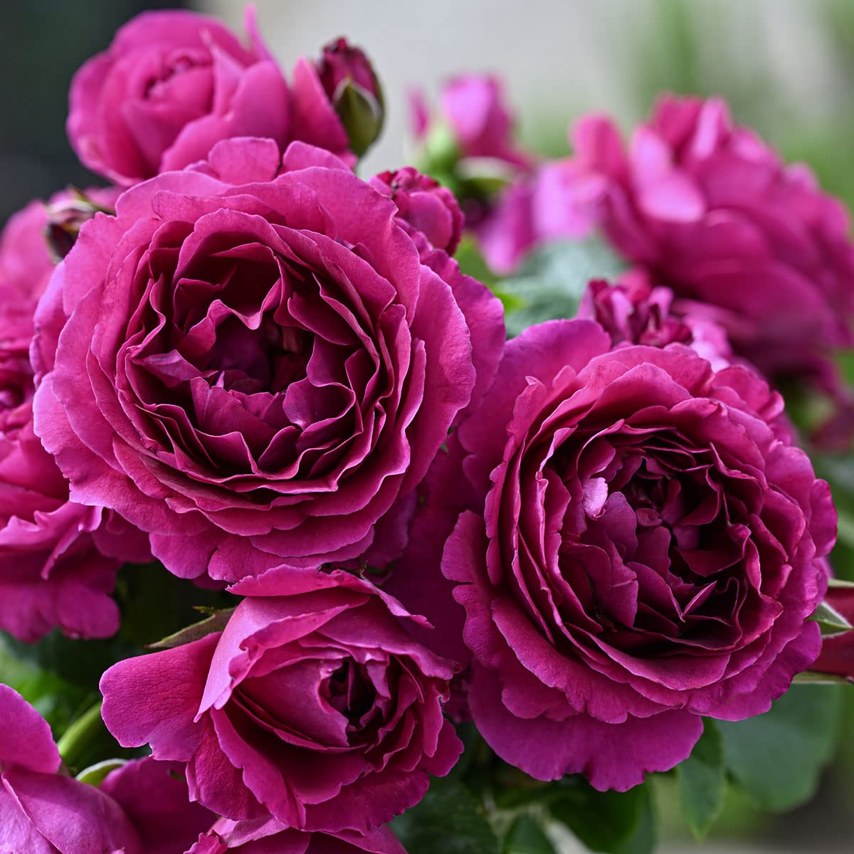 Amazon.co.jp: バラ苗 ルタンデスリーズ 国産新苗4号鉢 四季咲き中大輪