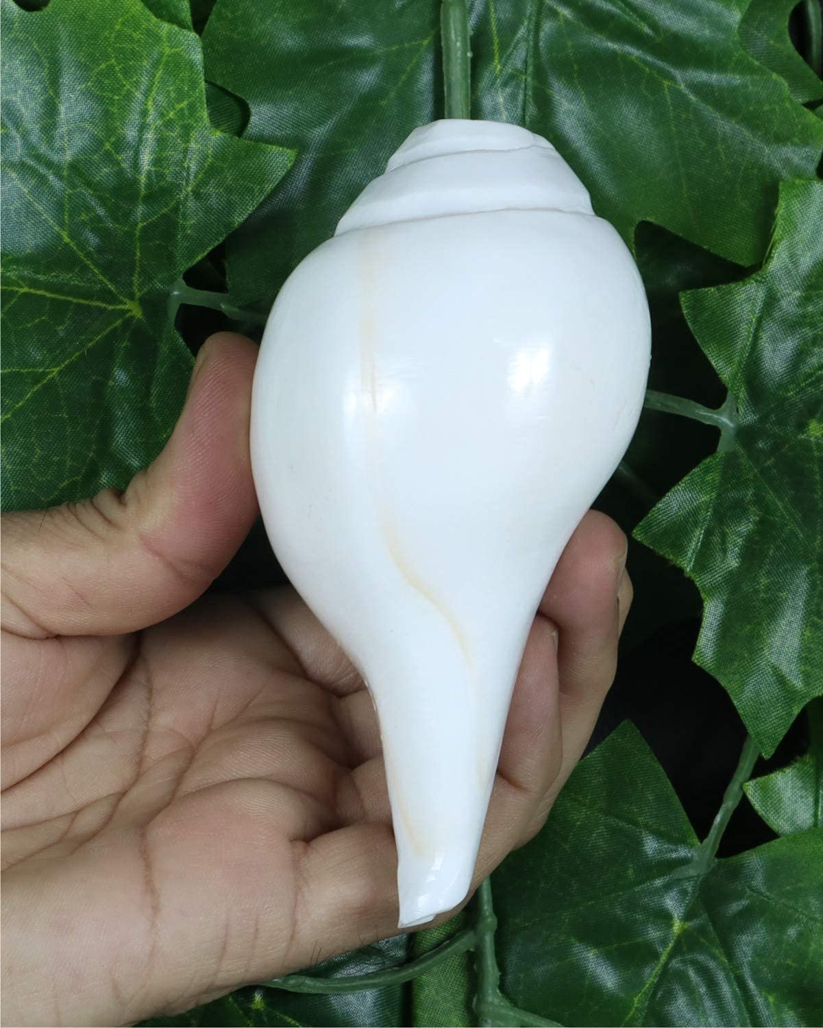 ASHIRWAD Original Blowing Shankh Vamavarti Dattatreya - Conch Shell - Puja Ritual - Plain Shankh - Shankhnaad (Shankh-10,2-11,4 cm)