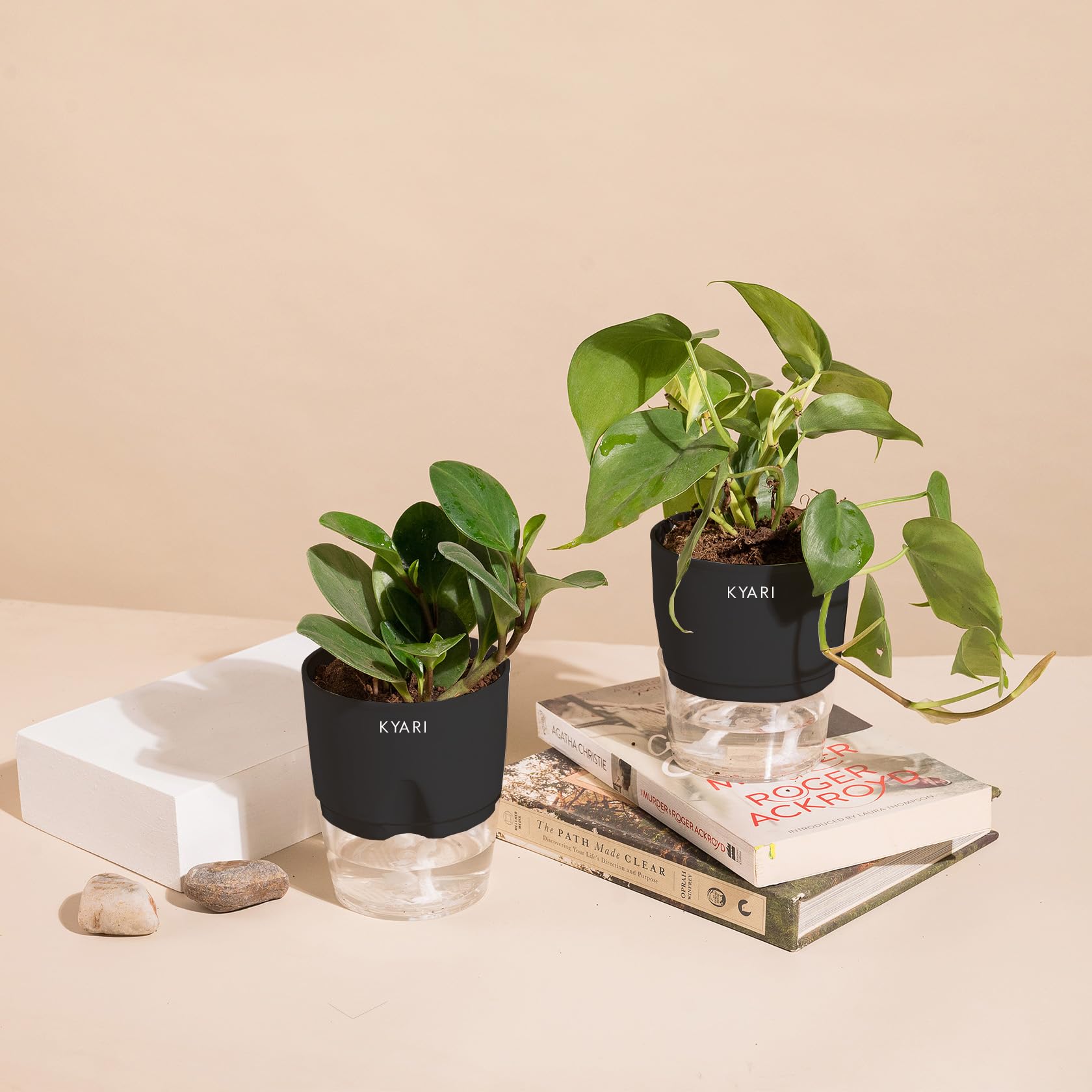 KYARI Peperomia Green-Money variegated Combo of 2 Indoor Plants for Living Room | Live Plants | Plants with Black Pot for Home Air purifier plants | Plants for Home Decor | Plants for garden