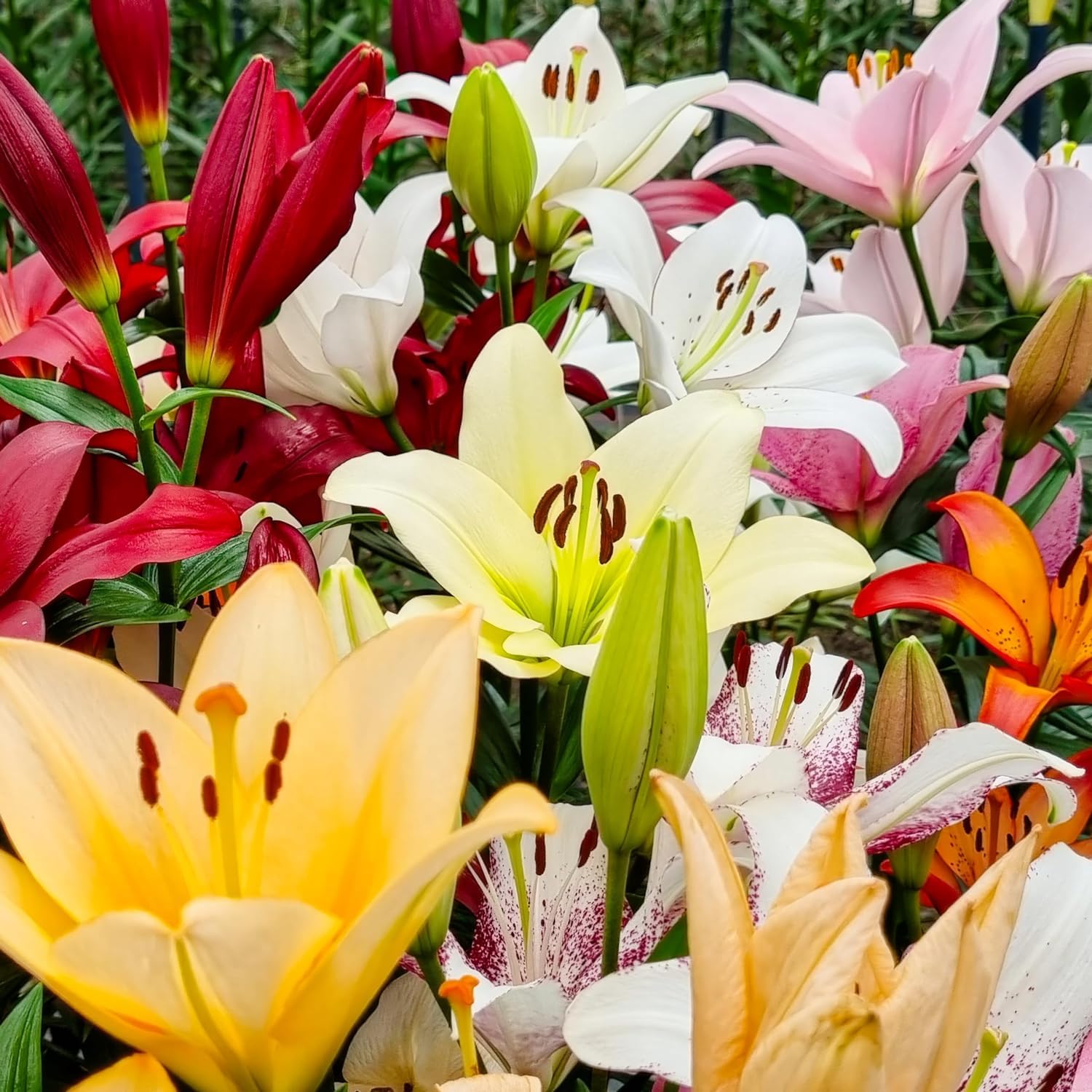 Kolekcja drzew cebulowych Giant Lily, opakowanie 15 cebul w 5 odmianach i kolorach, mieszanka kwiatowych z Holandii do sadzenia w ogrodzie (duże bulwy, bez nasion, nie sztuczne) | W 5 rodzajach i kolorach, odporne cebulki kwiatów mieszanka do sadzenia w o