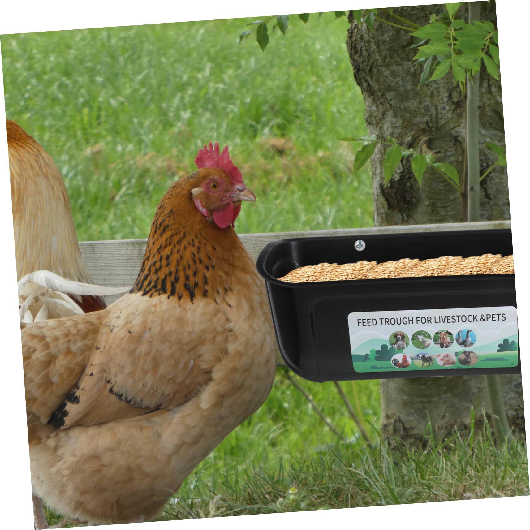 Mangiatoia Per Capre E Pollame Secchio Per Mangime Forniture Per Alimentazione Scanalatura Per Uccelli Vassoio Per Bestiame