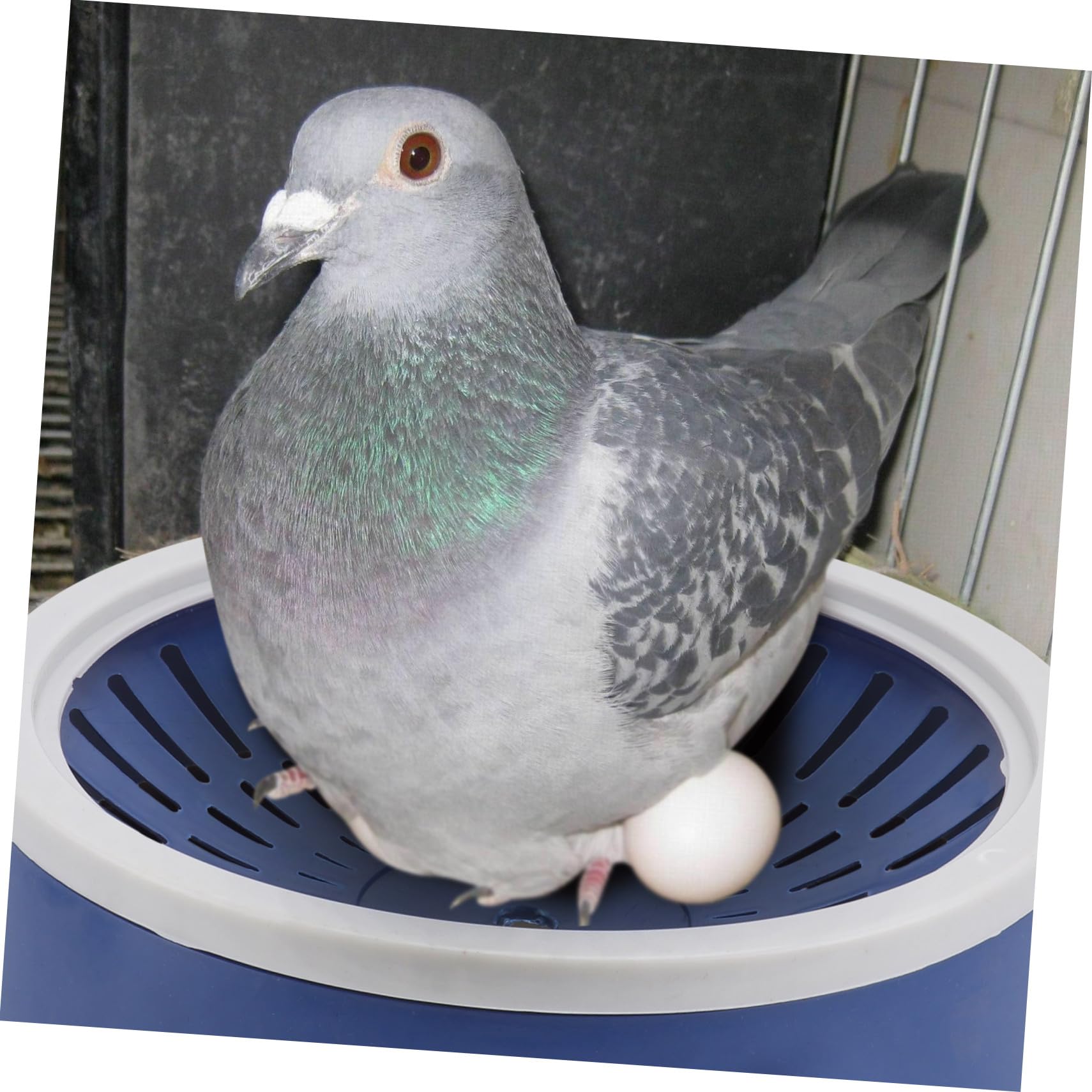VICASKY 10 Pièces Nid Élevage pour Oiseaux et Pigeons Lot de Accessoire pour Cage et Élevage Nid Pratique pour Petits Oiseaux et Décoration