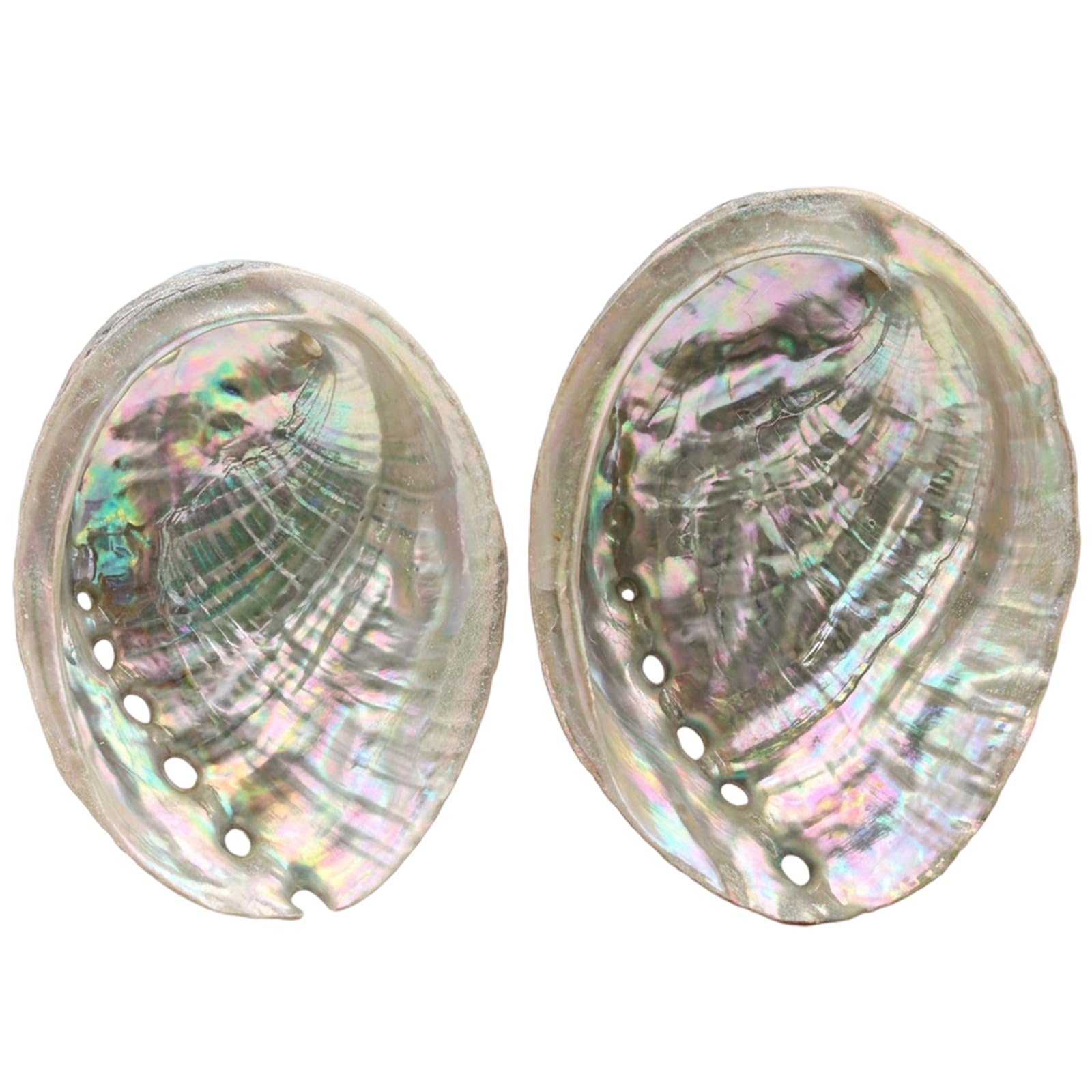 2 PCS Abalone Shell, Large Shells for Home Decor, Natural Rainbow Abalone Shell, Decorative Shell Set with Two Sizes, 11 cm and 10 cm Abalone Shells