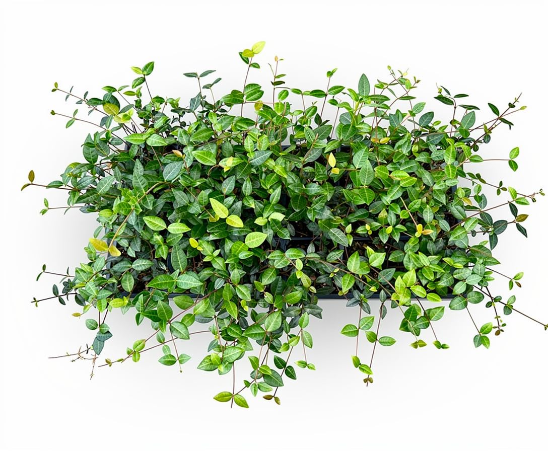 Asiatic Jasmine