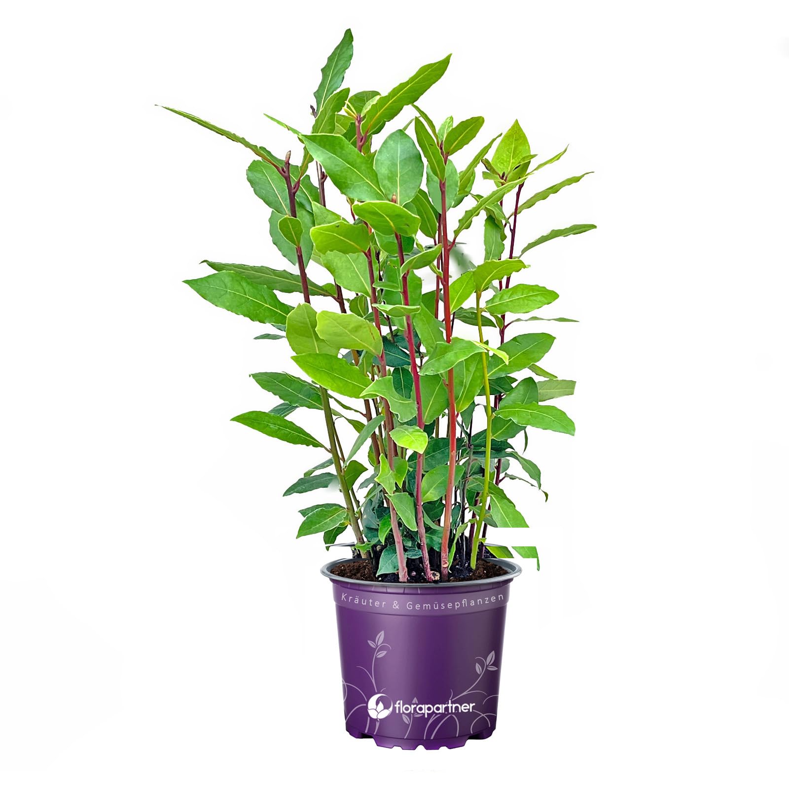 - echter Lorbeer - Italienischer XL Gewürzlorbeer - Laurus nobilis im 14 cm Topf 35-45cm 1stk.