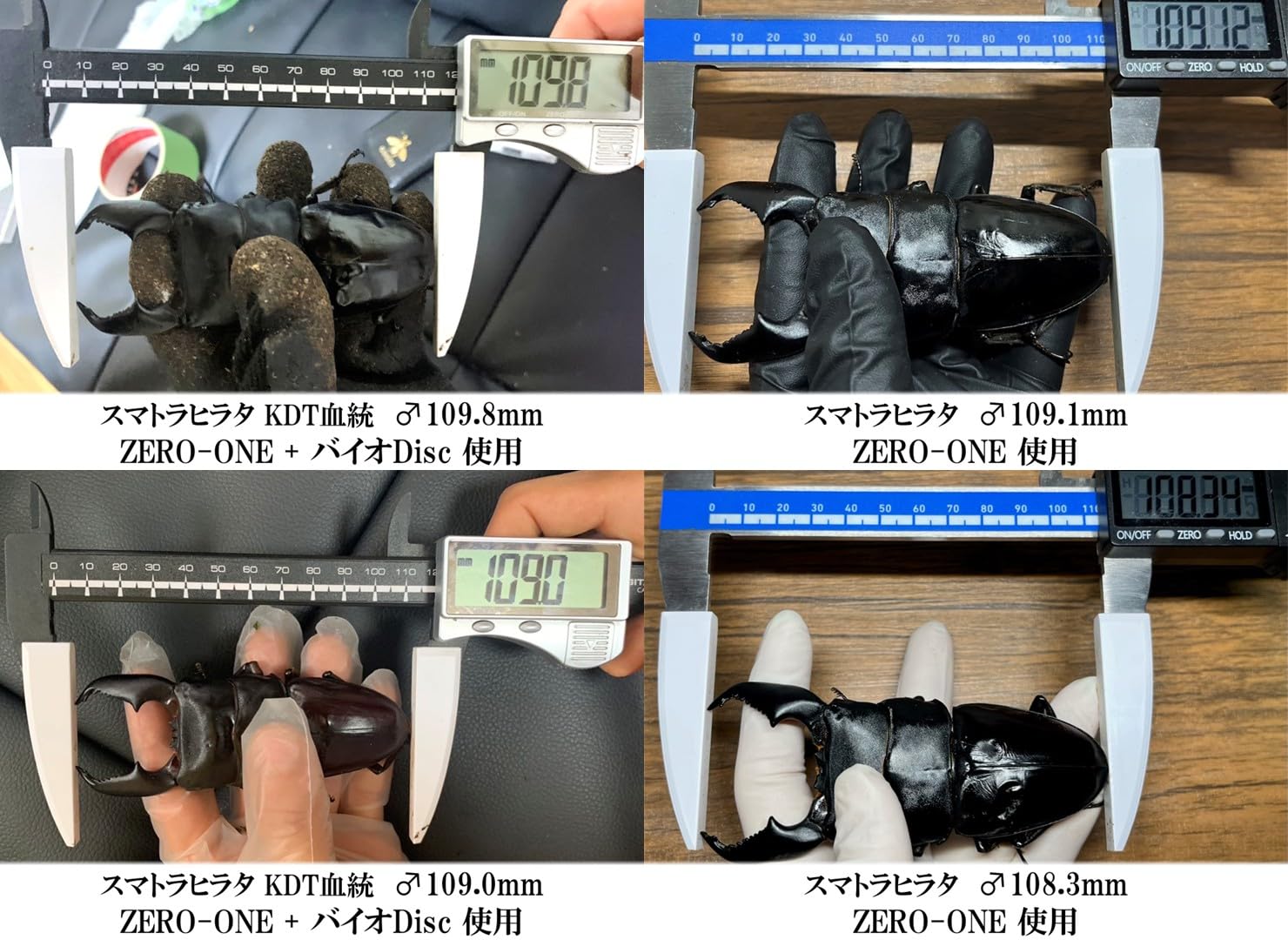 Amazon | 【DDA】ZERO-ONE菌糸シリーズ 次世代万能型菌糸 dda 菌糸 菌