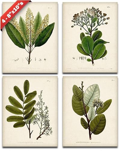 Botanical Wall Art - Set of Four Sage Wall Art Prints, Vintage Botanical Prints (8x10) Unframed - Sage Bathroom Accessories Kitchen Botanical Decor,