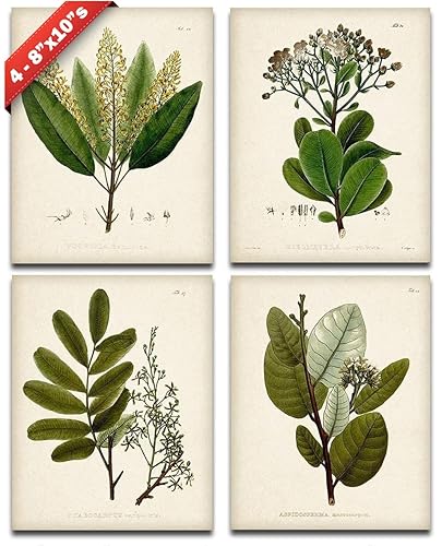 Botanical Wall Art - Set of Four Sage Wall Art Prints, Vintage Botanical Prints (8x10) Unframed - Sage Bathroom Accessories Kitchen Botanical Decor,