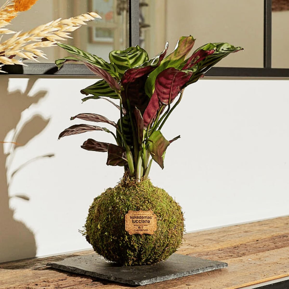 Kokedama Calathea Natural - Kokedama Interior | Bola de Musgo Vivo | Planta Natural | Planta Interior | Decoración Hogar | Fácil Cuidado y Mantenimiento