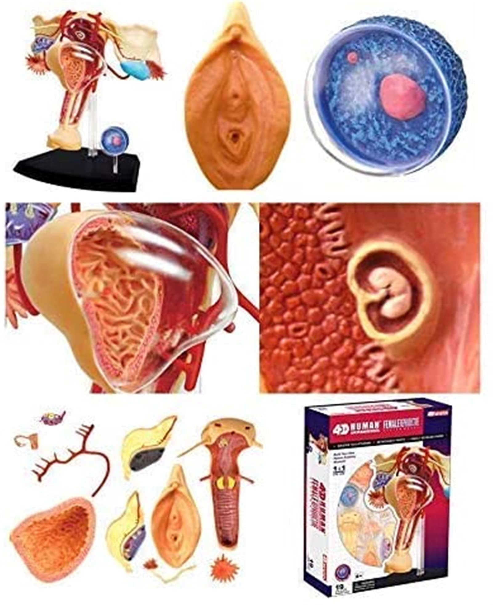 Model anatomiczny, model edukacyjny 1:1 żeński narząd rozrodczy model ludzkiego narządu do nauki nauczania model medyczny materiały laboratoryjne modele medyczne do modelu szkieletu demona medycznego