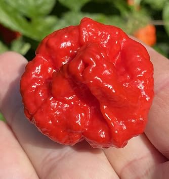 Wartryx Ultrahot Red Pepper Premium Seeds for Planting Packet Possibly Hottest in The World