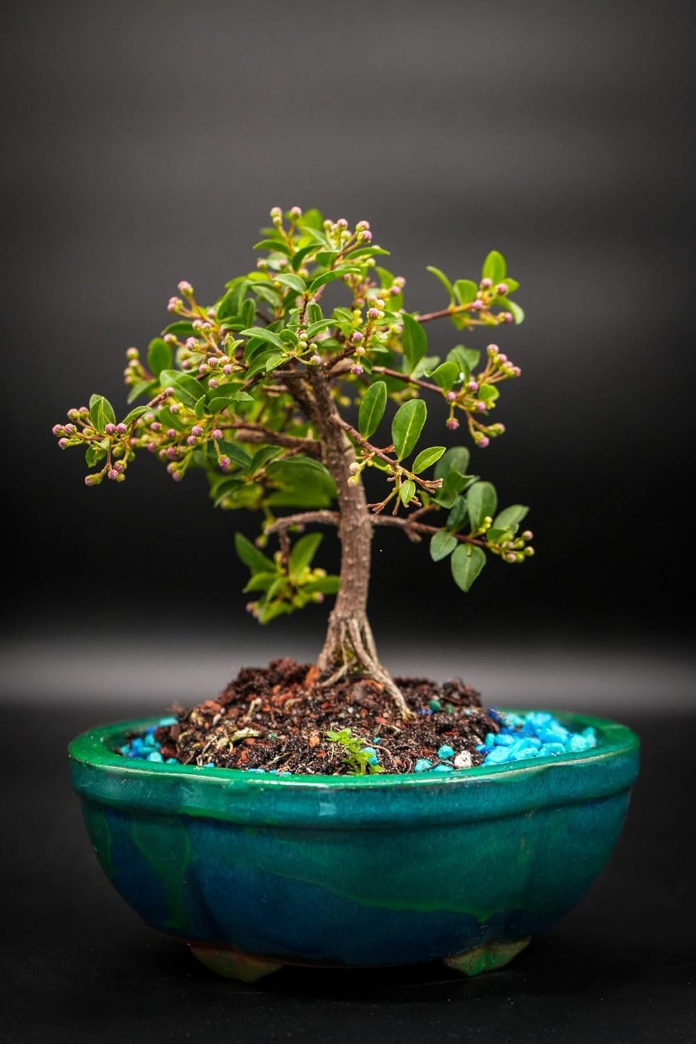 Indoorbonsaiandexotics Barbados Weeping Fruiting Flowering Bonsai Tree Real Cherries You can eat. 6 inch Pot Glazed. Color of Pot Might Vary. Growing info in Box.