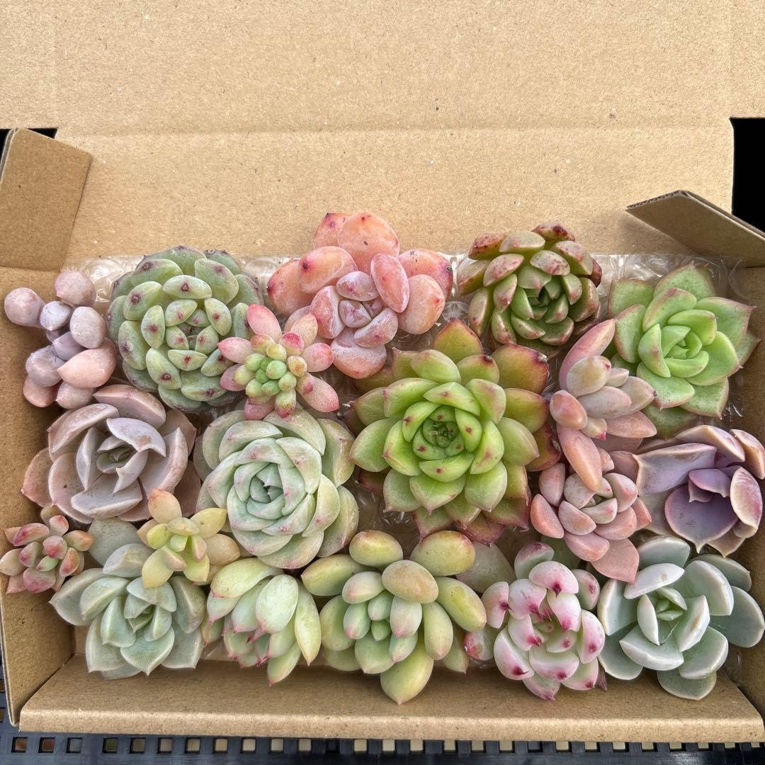 Amazon.co.jp: 多肉植物カット苗セット 寄せ植え ミニサイズ : DIY