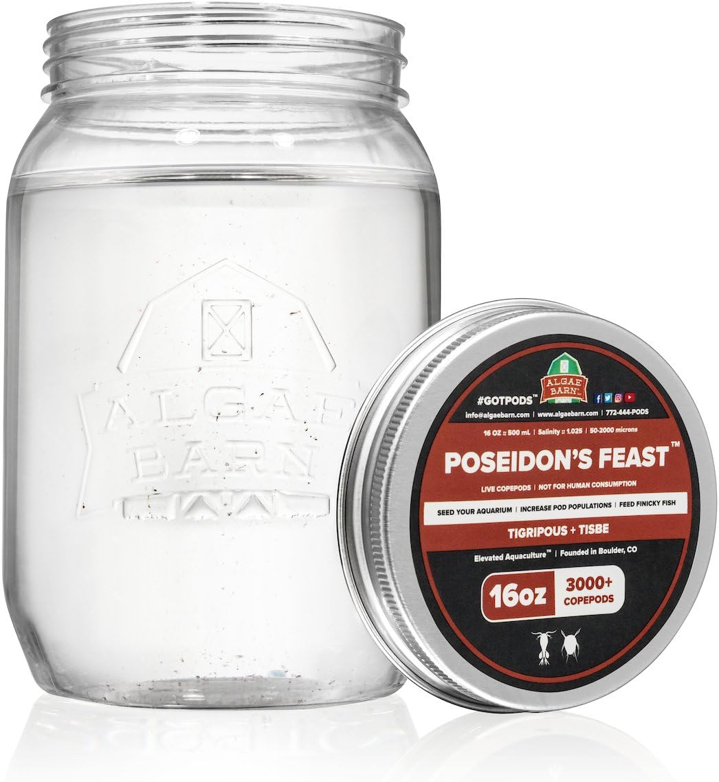 AlgaeBarn Poseidon's Feast :: Live Marine Copepods - 3000+ Tisbe & Tigriopus Pods for Mandarin & Finicky Fish (16oz)