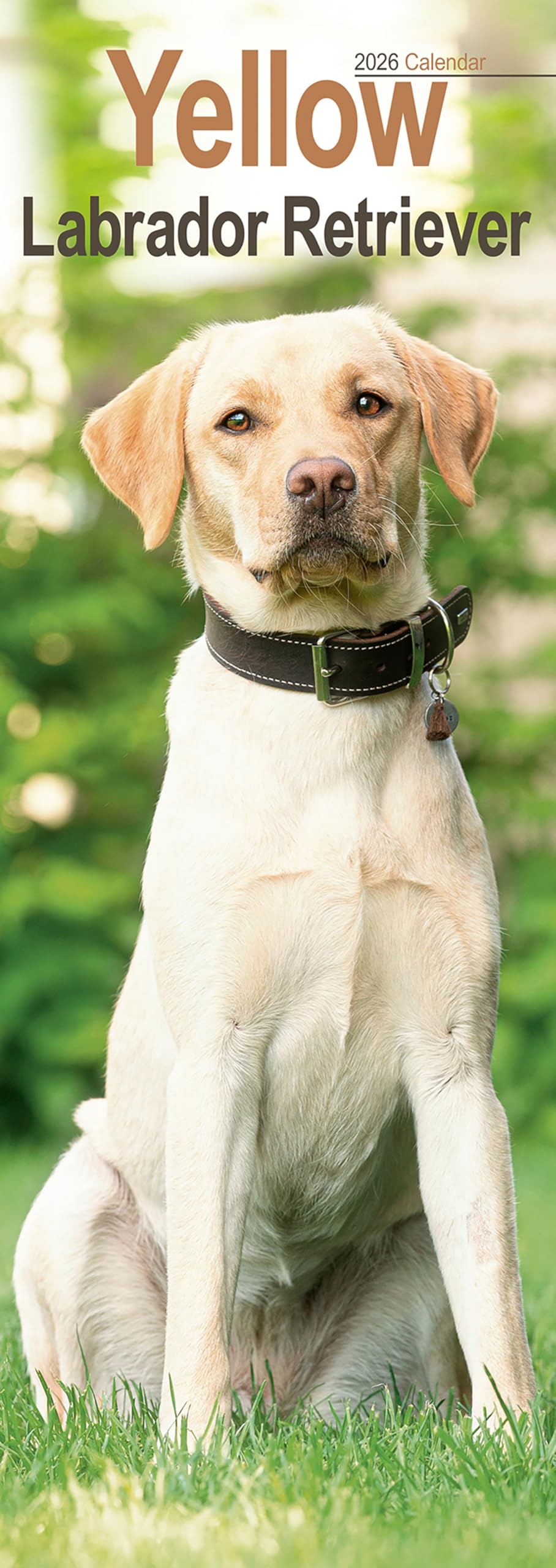 Yellow Labrador Retriever Slim 2026 Calendar | Slimline Wall Calendar | Dog Breed Gift | Plastic Free Packaging | by Avonside Publishing