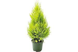 Live Dwarf Lemon Cypress: Indoor Citrus Tree With Abundant Lemony Scent