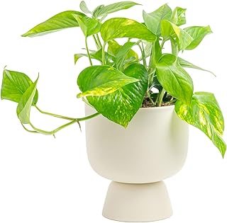 Costa Farms Golden Pothos Live Plant, Devil's Ivy in Decorative Pot, Eas...