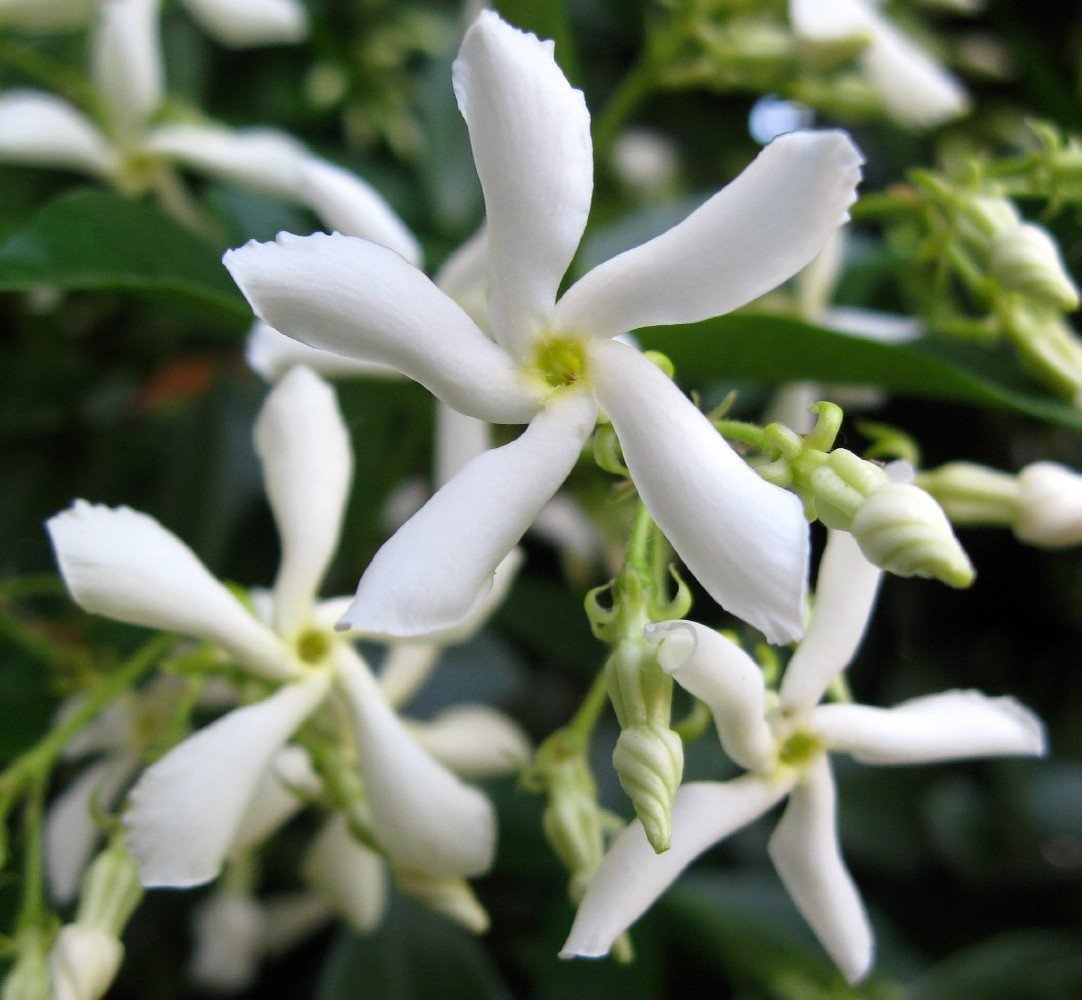 Star Jasmine For Sale Online