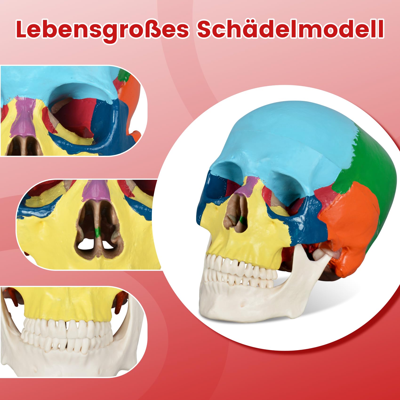 Menschliches farbiges Totenkopf-Modell, lebensgröße, 3-teiliges anatomisches Modell mit buntem menschlichem Totenkopf-Diagramm für Medizinstudenten, menschliche Anatomie, Studienkurs | Dreiteilige Form mit 22 Knochen in neun Farben und einer Referenzkarte