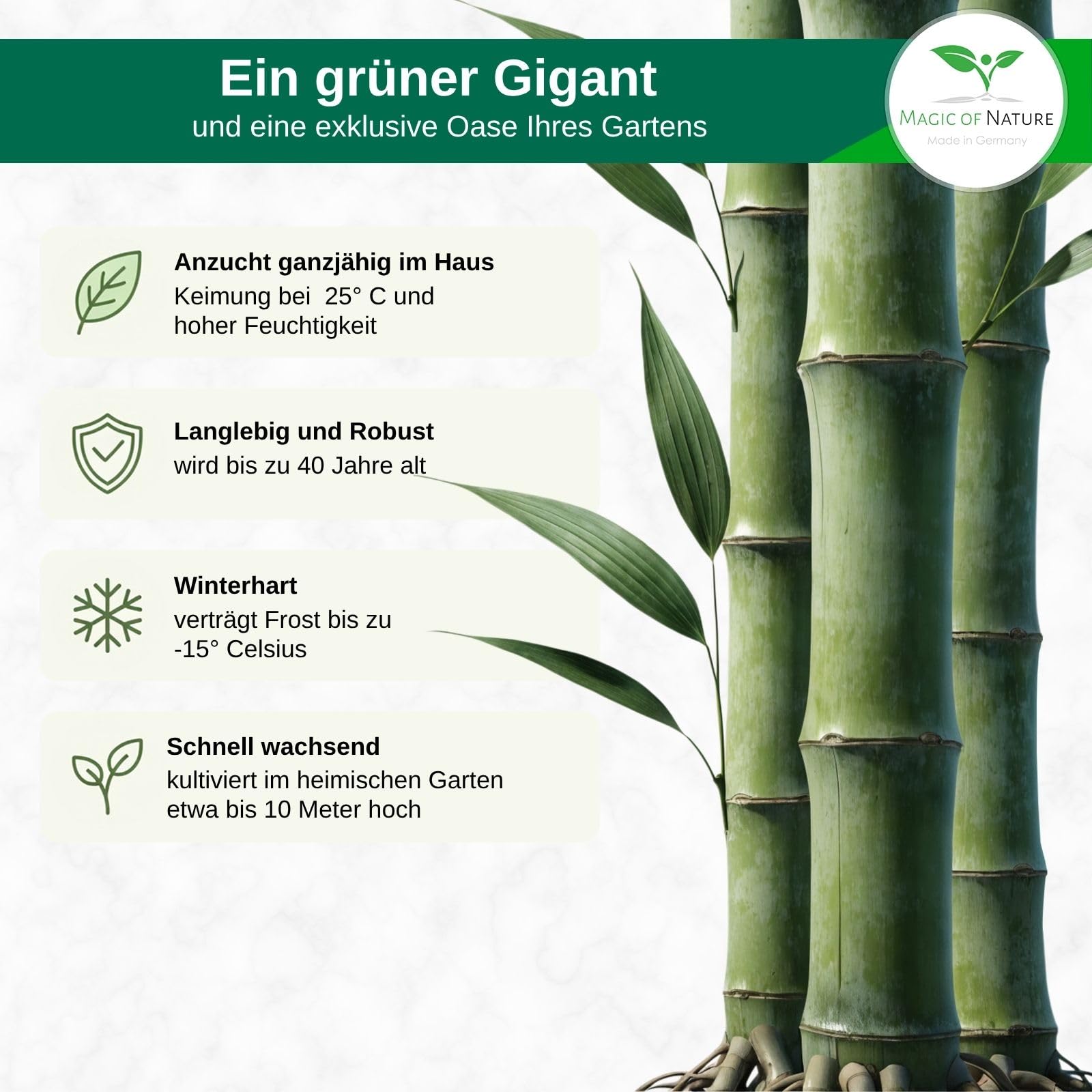 bambus immergrün ahrensburg Gelber Laufbambus - Phyllostachys aureosulcata aureocaulis main image 0