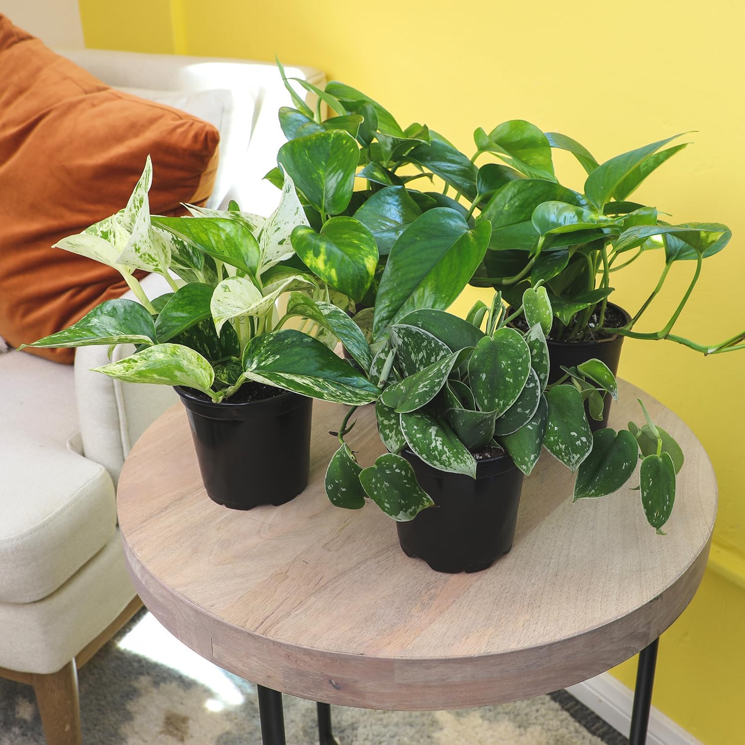 Altman Plants Live Pothos (4PK) Indoor Houseplants Mix Pack, Real Plant Box, Epipremnum Aureum, Devils Ivy Vine Houseplant Assortment