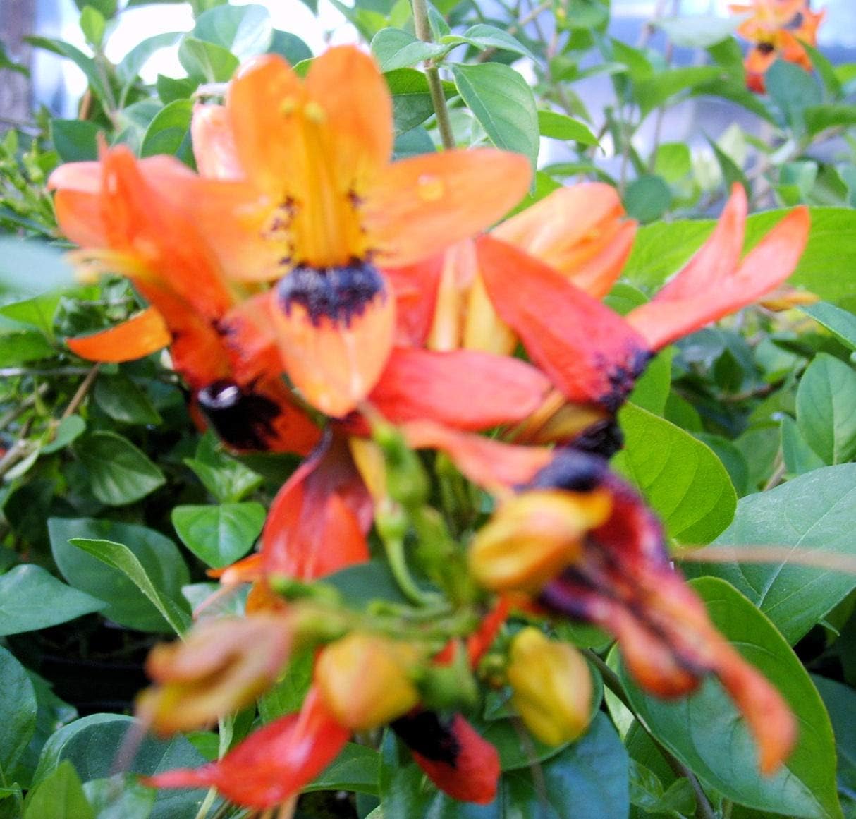 Hummingbird Bush - Ruttya fruitcosa Lindau -Live Tropical Plant - Unusual Bird-Shape Orange Flower - Emerald Goddess Gardens - Starter Sz 4 Inch Pot