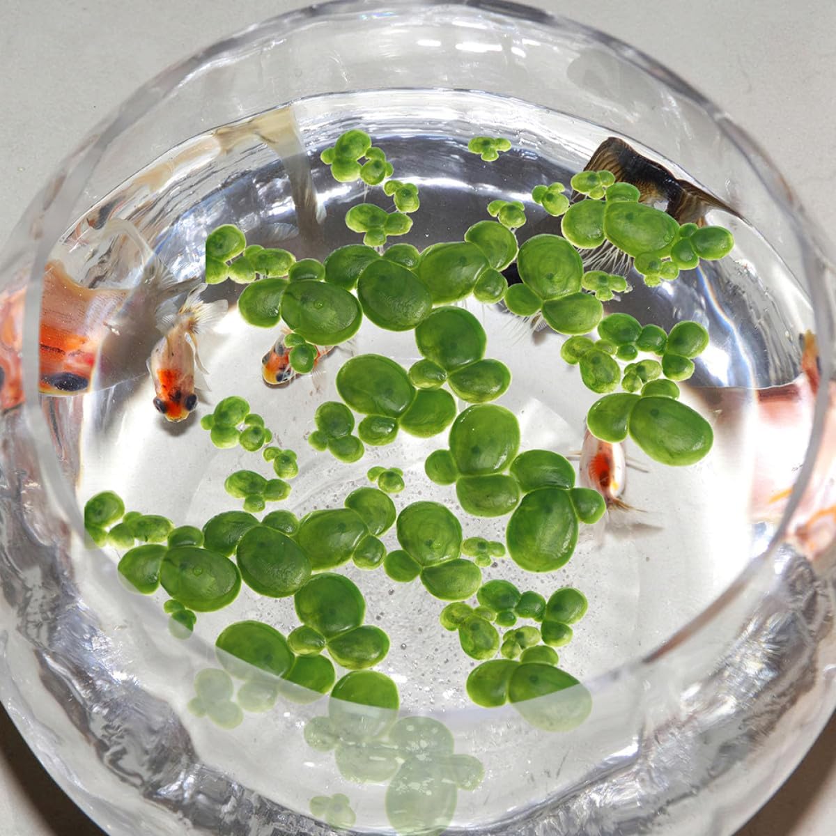 VALICLUD Artificial Duckweed Aquarium Plant Decor Simulation Floating Plastic Pond Plants Roots for Freshwater Aquatic Landscape
