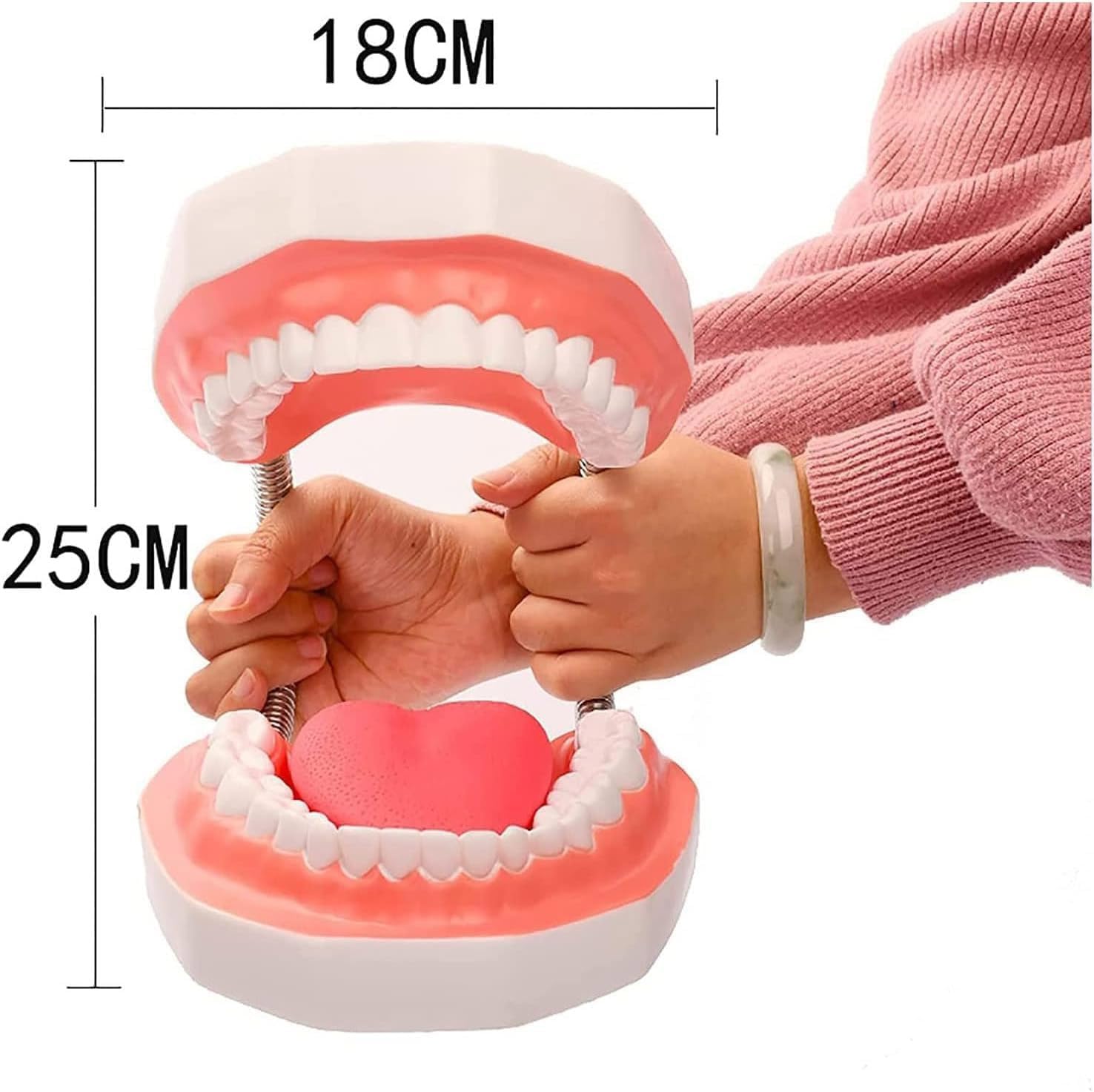 Modello dei denti dentali 6 volte più grande, modello anatomo dei denti con lingua staccabile, modello di insegnamento dello spazzolamento per bambini e ragazzi, modello di insegnamento della cura ora