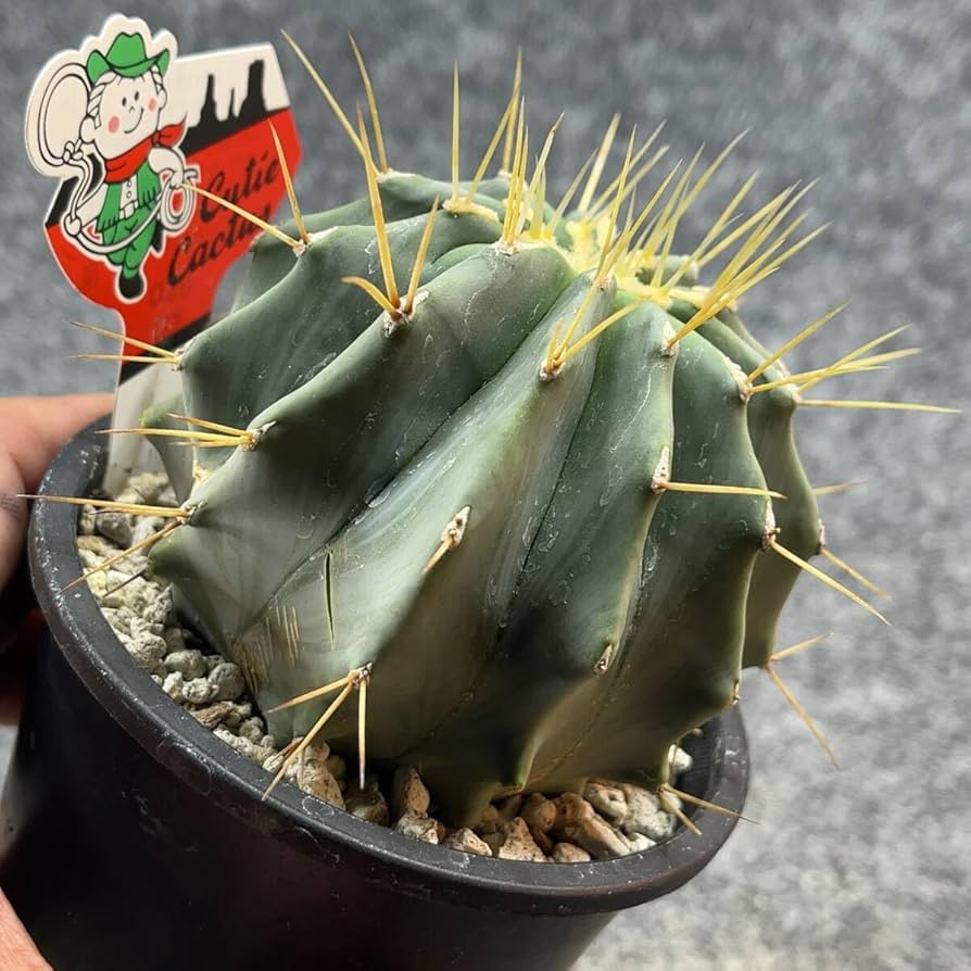 鉢ごと発送　サボテン　フェロカクタス　王冠竜 フェロカクタス 王冠竜 7号鉢 サボテン - メルカリ