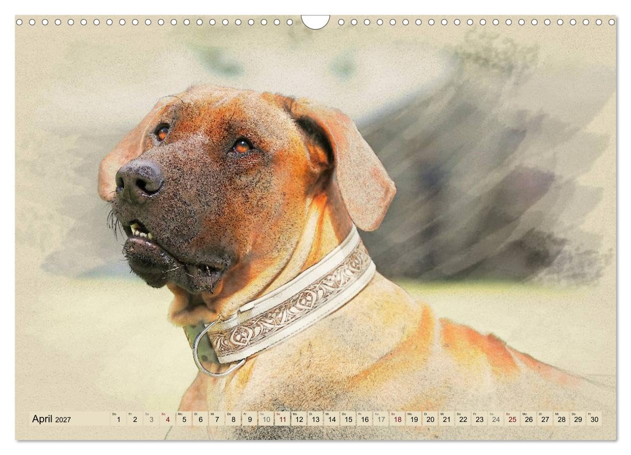 CALVENDO - Rhodesian Ridgeback 2027 (Wandkalender 2027 DIN A3 quer), Monatskalender: Zwölf wunderschöne, großformatige Bilder von Rhodesian Ridgebacks im einzigartigen Aquarell-Design, die wir mit Lie