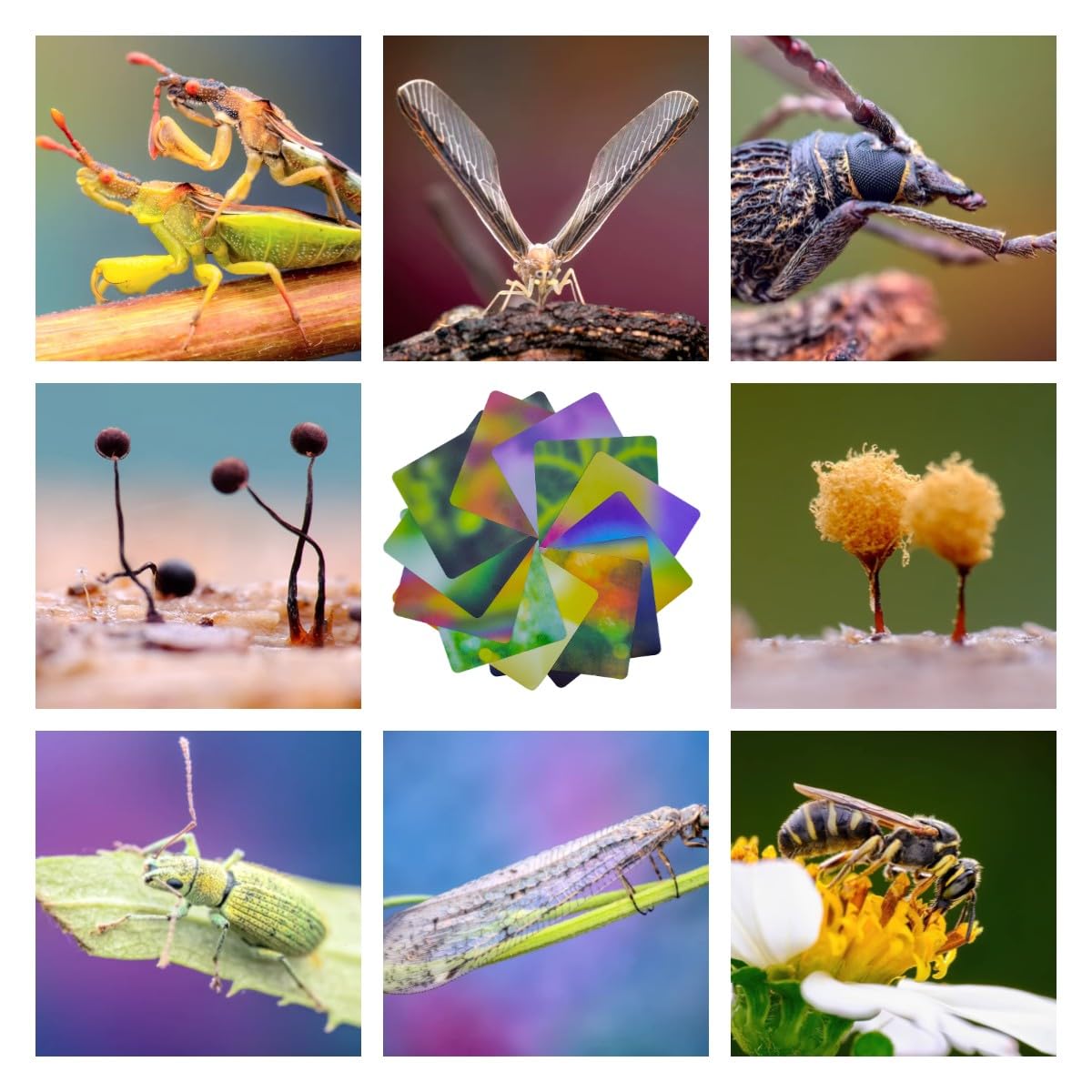 Lot de 12 cartes de fond pour photographie macro, 24 couleurs (21 x 15 cm), matériau absorbant la lumière, fond flou écologique pour macro photographie (tailles A5N, 12 pièces, 24 couleurs)