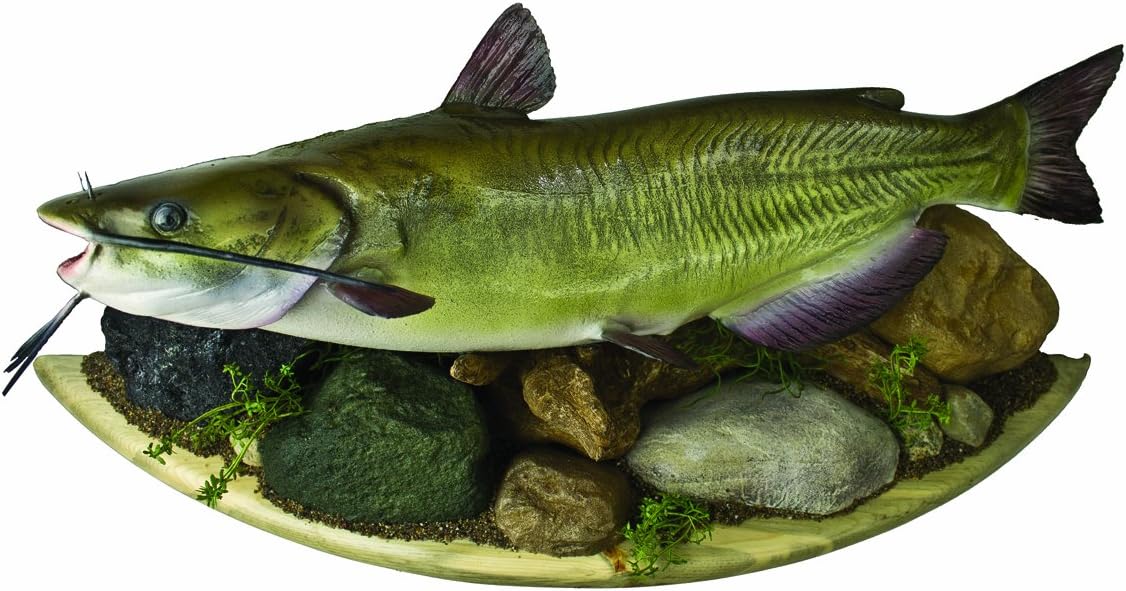 HQ Taxidermy CCH24.0-WSC 24-Inch Channel Catfish Replica Wall Mount with Back Display