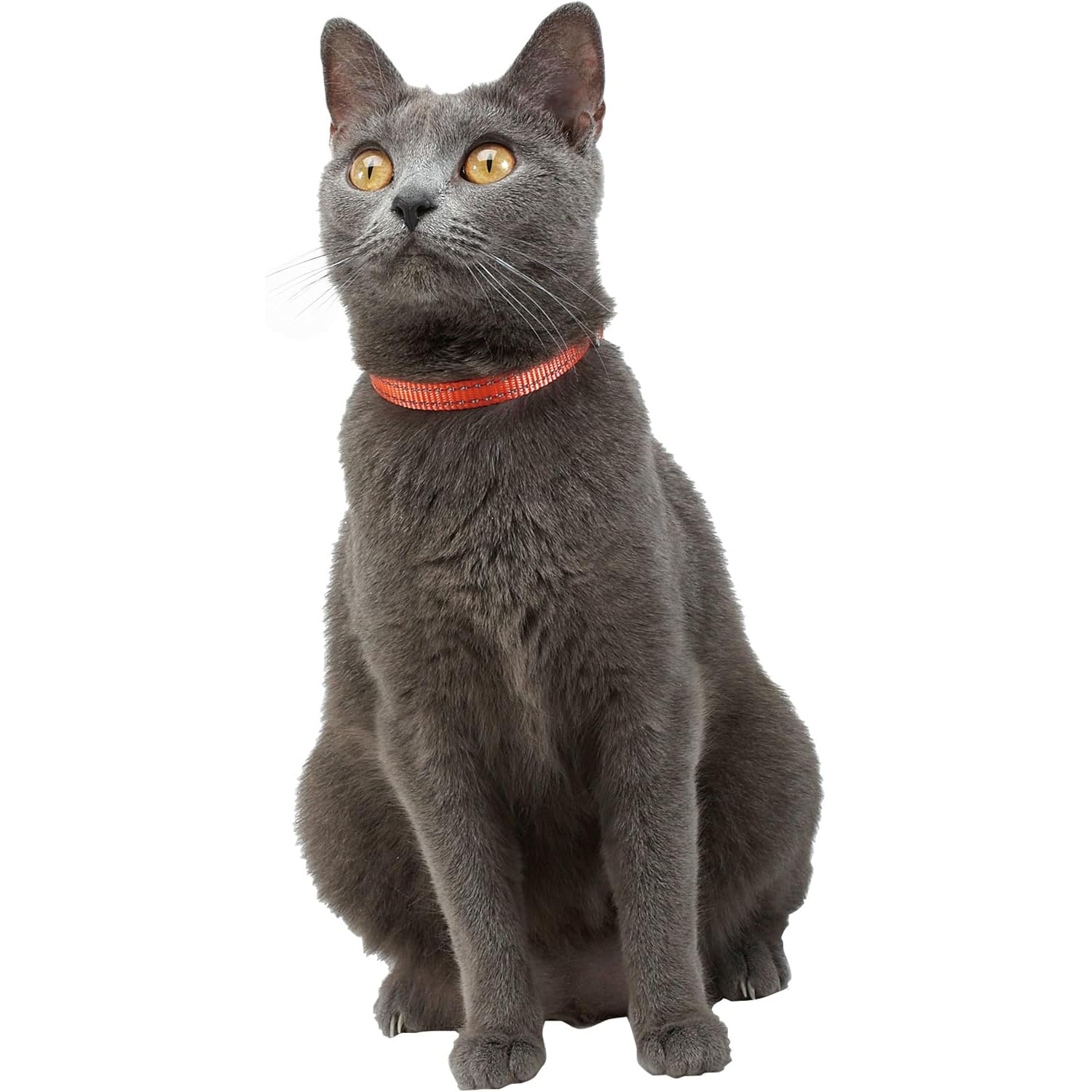 Bobby Safe - Collare gatto in Nylon colorato, Resistente, Antistrozzo, Riflettente, Regolabile, Giallo - lunghezza 30 cm, spessore 1 cm