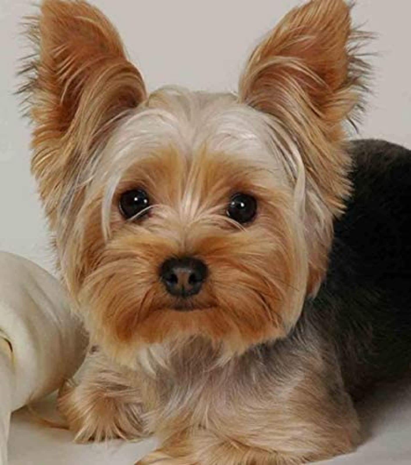 Wywqn Clear 5D Diy Diamond Painting Kits For Adults Yorkshire Terrier Full Drill Crystal Embroidery Cross Stitch Arts Crafts For Home Wall Decor 30X40cm