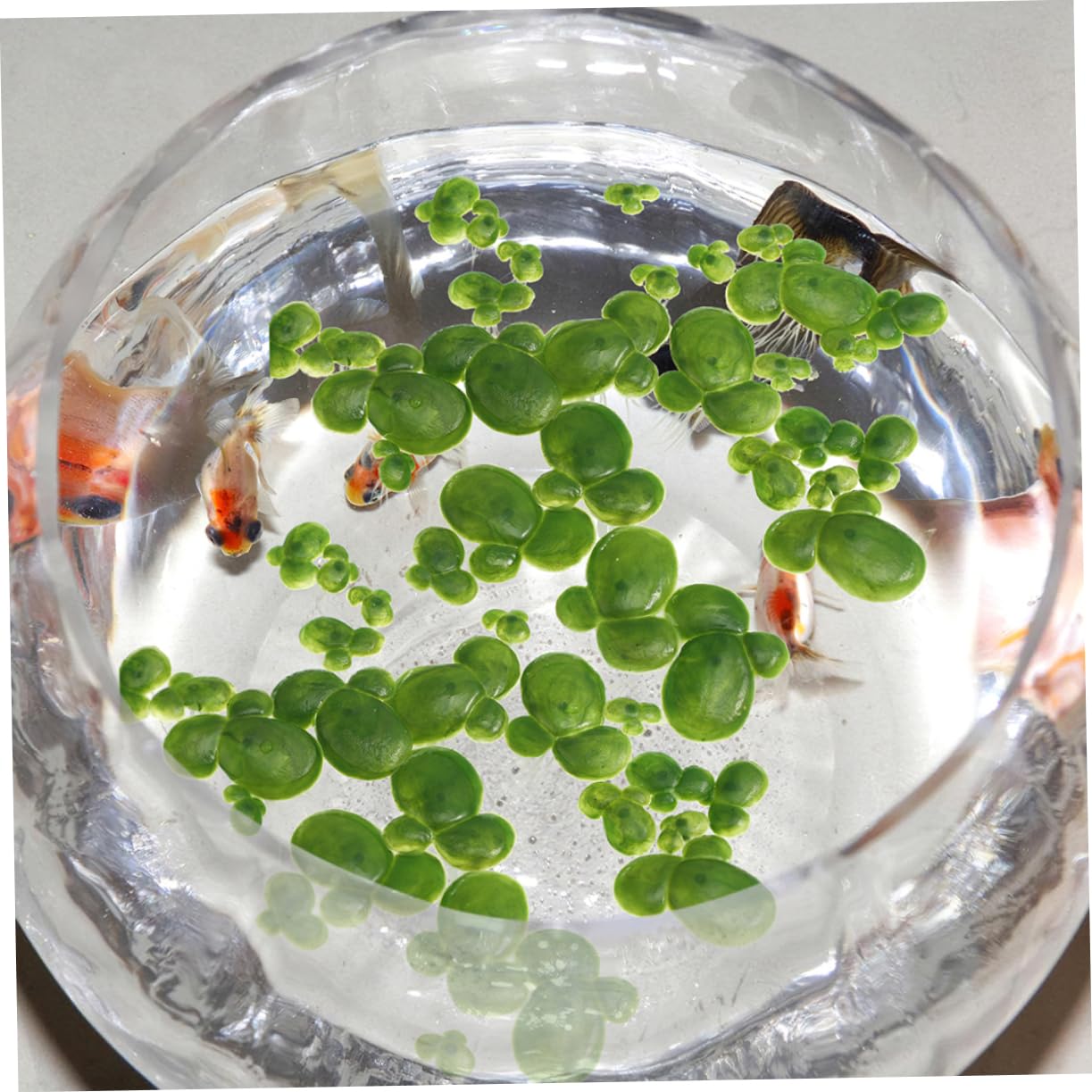 Toddmomy 5ensembles Plantes Flottantes Simulées pour Aquarium Décoration Plastique De Faux Canards pour Aquatique Naturel