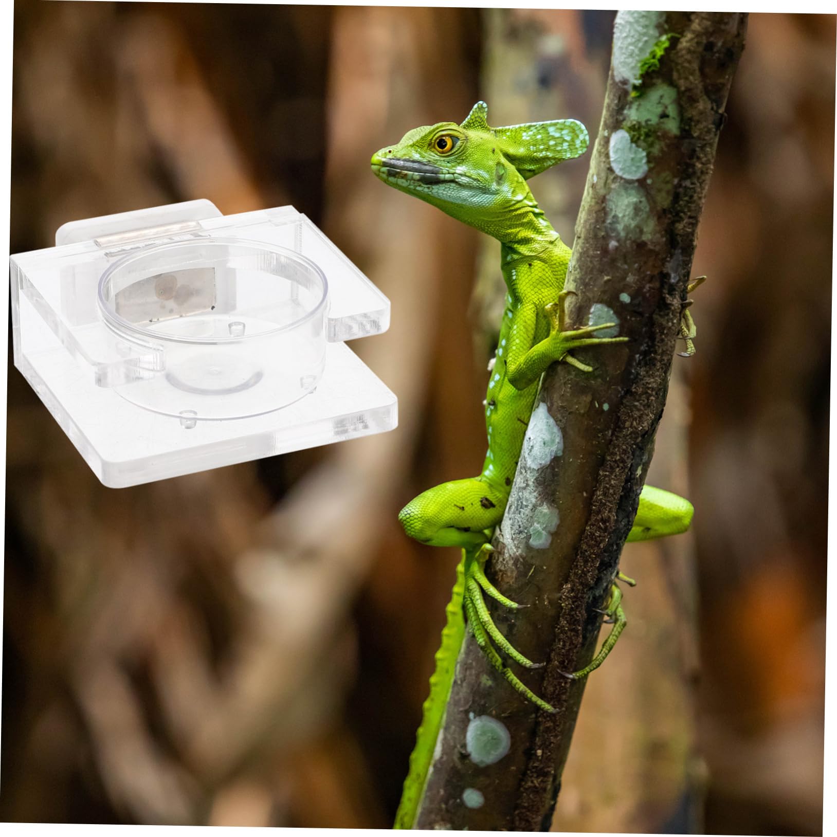 SUPVOX 5 Piezas Cuenca de Alimentos terrario de Reptiles Comida de Lagarto tazón de Tortuga geco Sorprendente Sorpresa Comedero para Reptiles Cuenco Colgante el plastico
