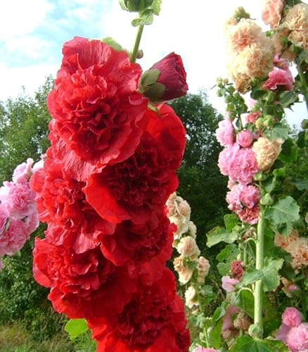 Vista 8 de CEMEHA SEEDS - Semillas Hollyhock Double Mix Anual Malva Flores para plantar