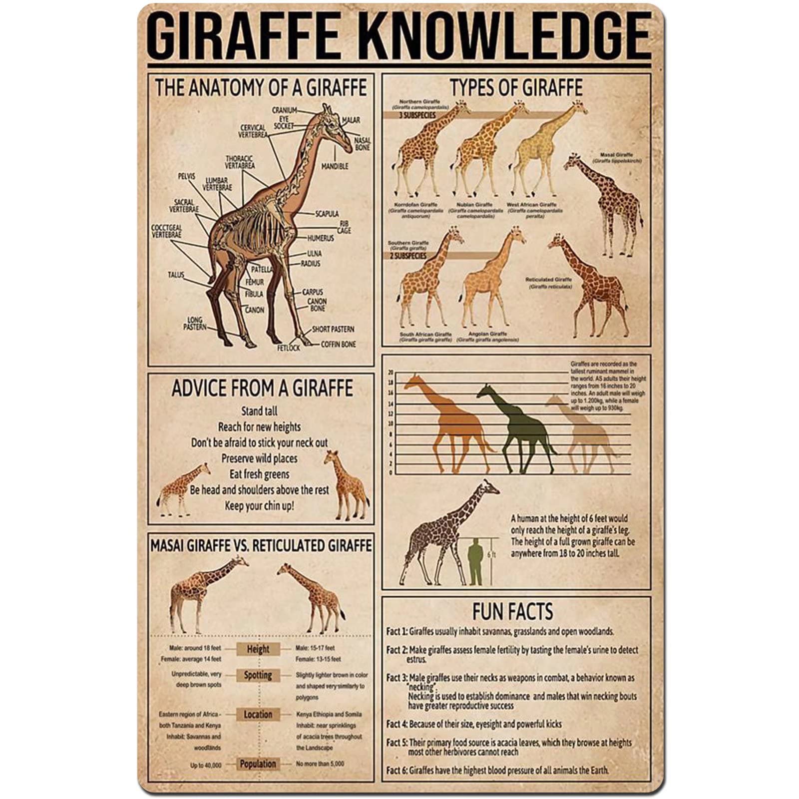 Kwqdozf Giraffeknowledge Giraffe Knowledge Metal Tin Sign The Anatomy Of A Giraffe Planing Infographic Poster Home Kitchen Farm School Club Cafe Home Wall Decoration Plaque 8X12 Inches