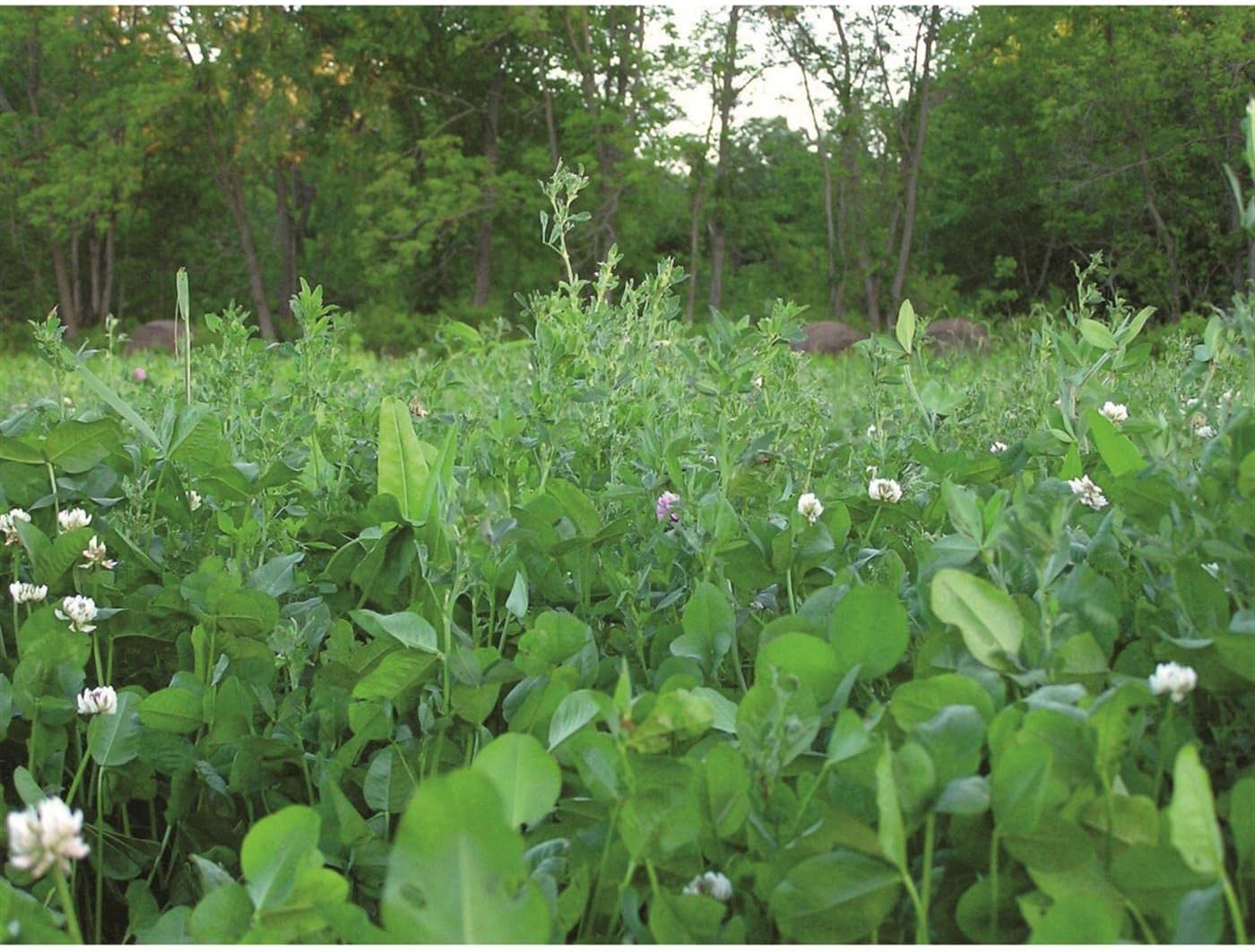 Imperial Alfa Rack Plus 3.75#