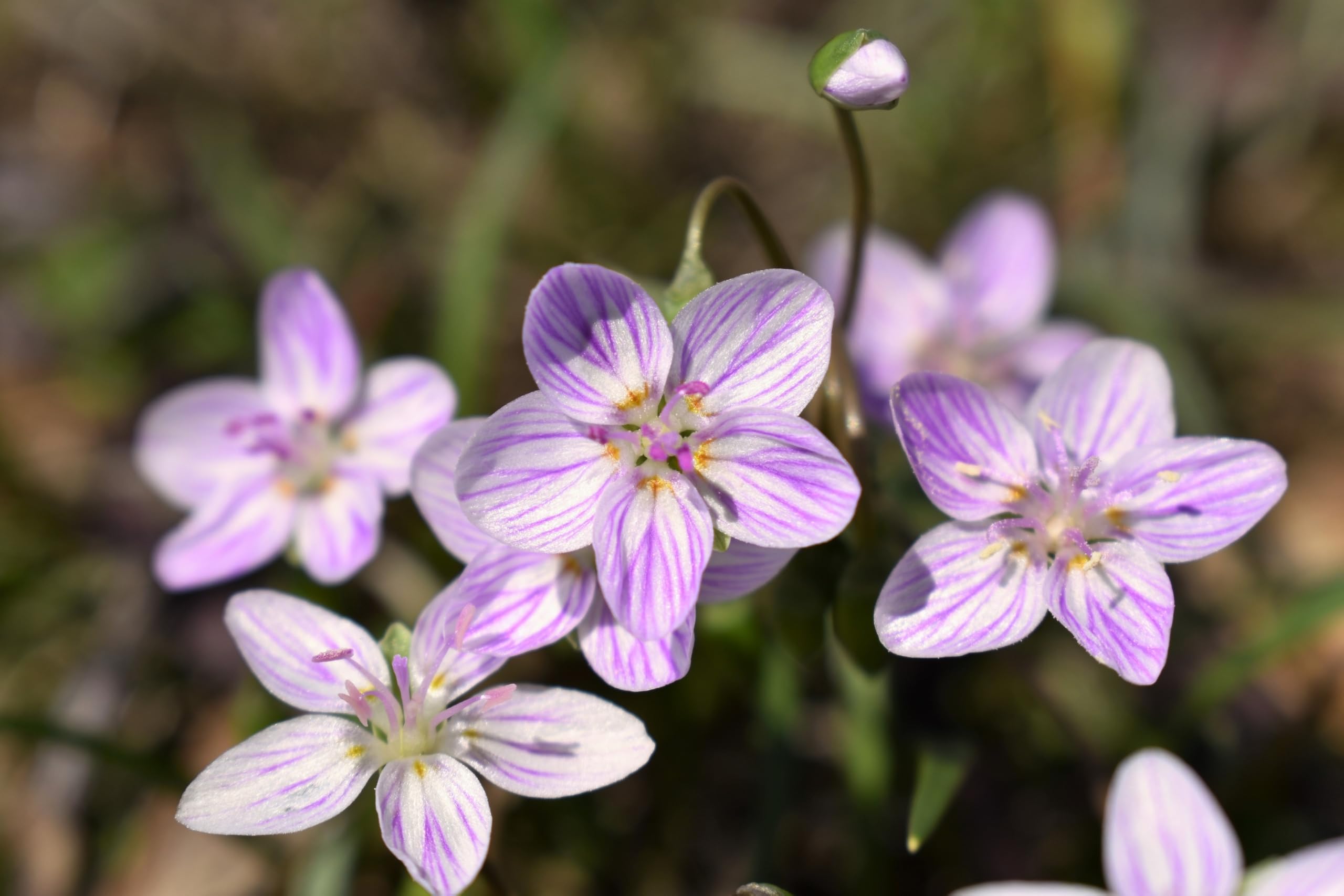 20 Virginia Spring Beauty Claytonia Virginica Eastern Fairy Pink Striped Native Grass Shade Flower Herb Seeds