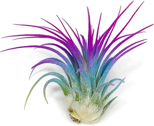 Ionantha Guatemala Tillandsia - Planta de aire viva, planta de aire viva de Guatemala Tillandsia, llegada saludable garantizada, gran planta de