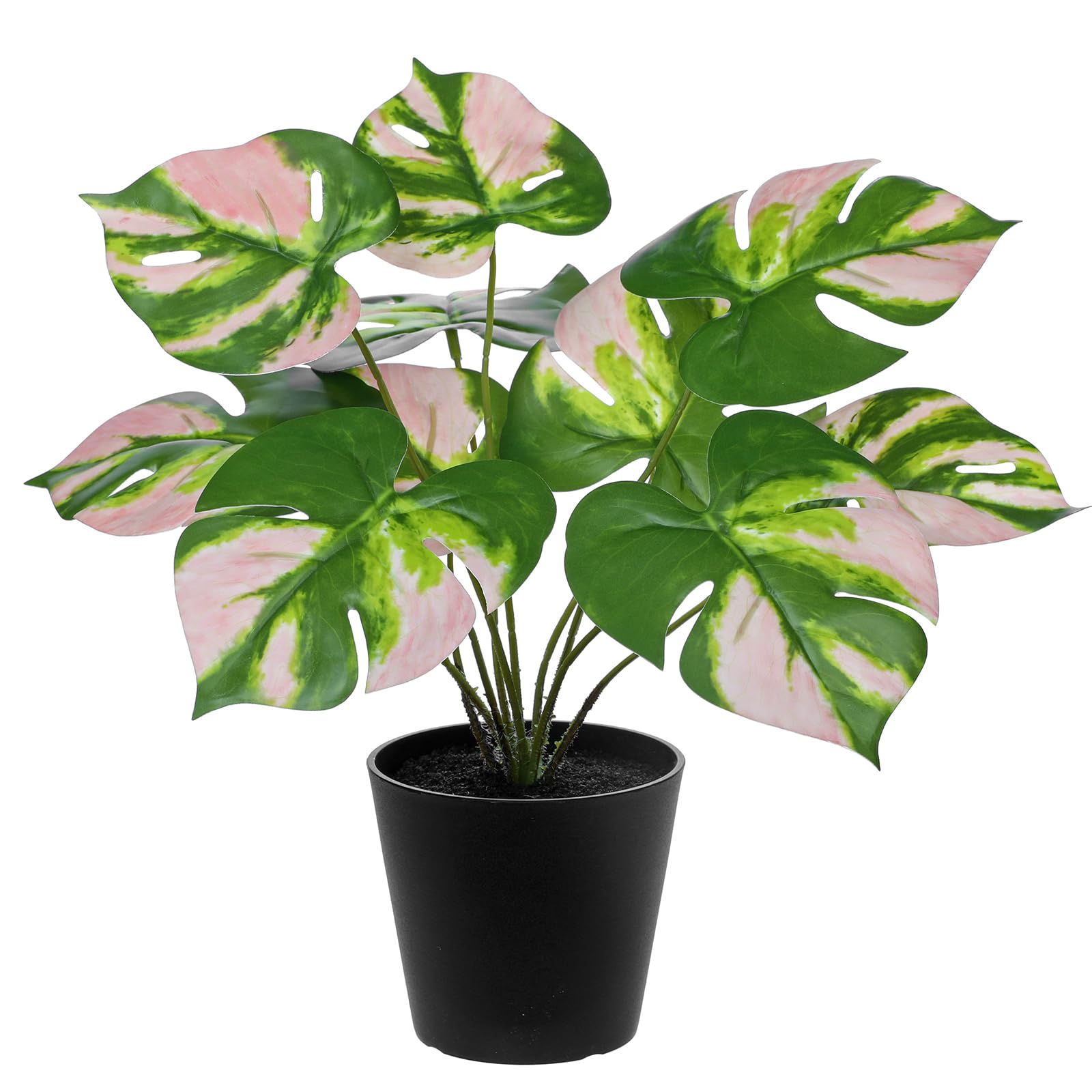 zimmerpflanze monstera kaufen Fensterblatt kaufen | Philodendron monstera main image 1