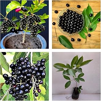 All-Time 12 Months Hybrid Black Jamun Grafted Plant – German Variety | Live Plant in Pot | High-Yield Fruit Tree for Home Gardening