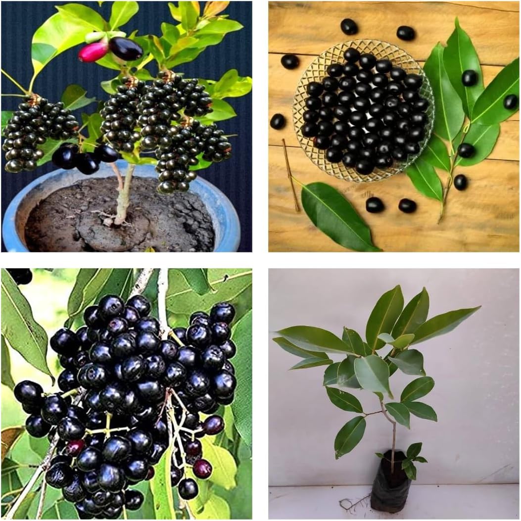 All-Time 12 Months Hybrid Black Jamun Grafted Plant – German Variety | Live Plant in Pot | High-Yield Fruit Tree for Home Gardening