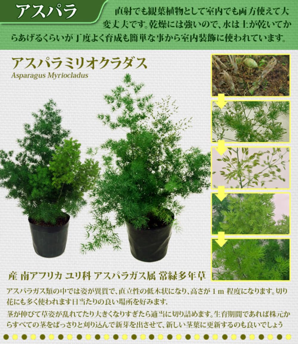 Amazon｜[World Fantasy Garden] 観葉植物 観賞用 アスパラガス