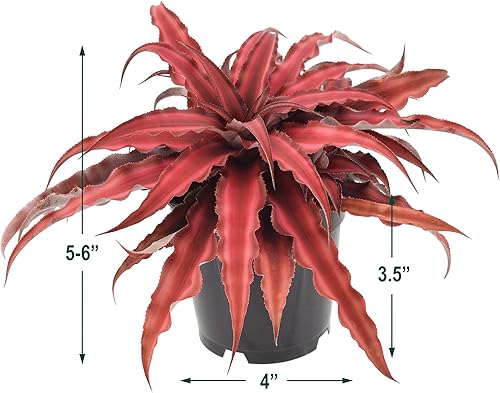 Miniatura 5 de Cryptanthus Super Red Earth Star - Planta viva de interior en maceta de plástico de 4 pulgadas **8* no se puede enviar a California y Hawái**