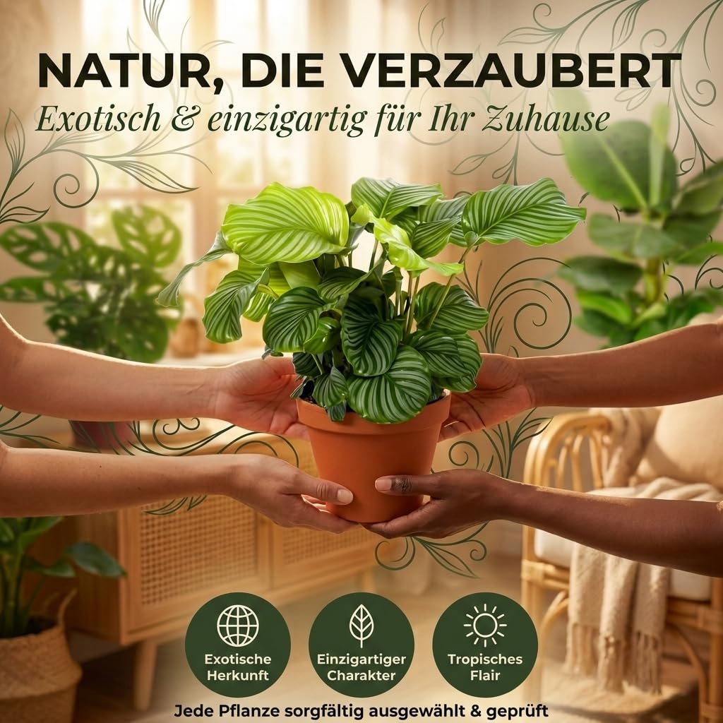 “Exotica” Pflanzenset | 6er-Set | Monstera, Musa, Calathea, Adansonii, Efeutute, Sansevieria | ca. 25-50 cm | Ø 12-15 cm Topf | Exotische Zimmerpflanzen für Wohnung und Büro