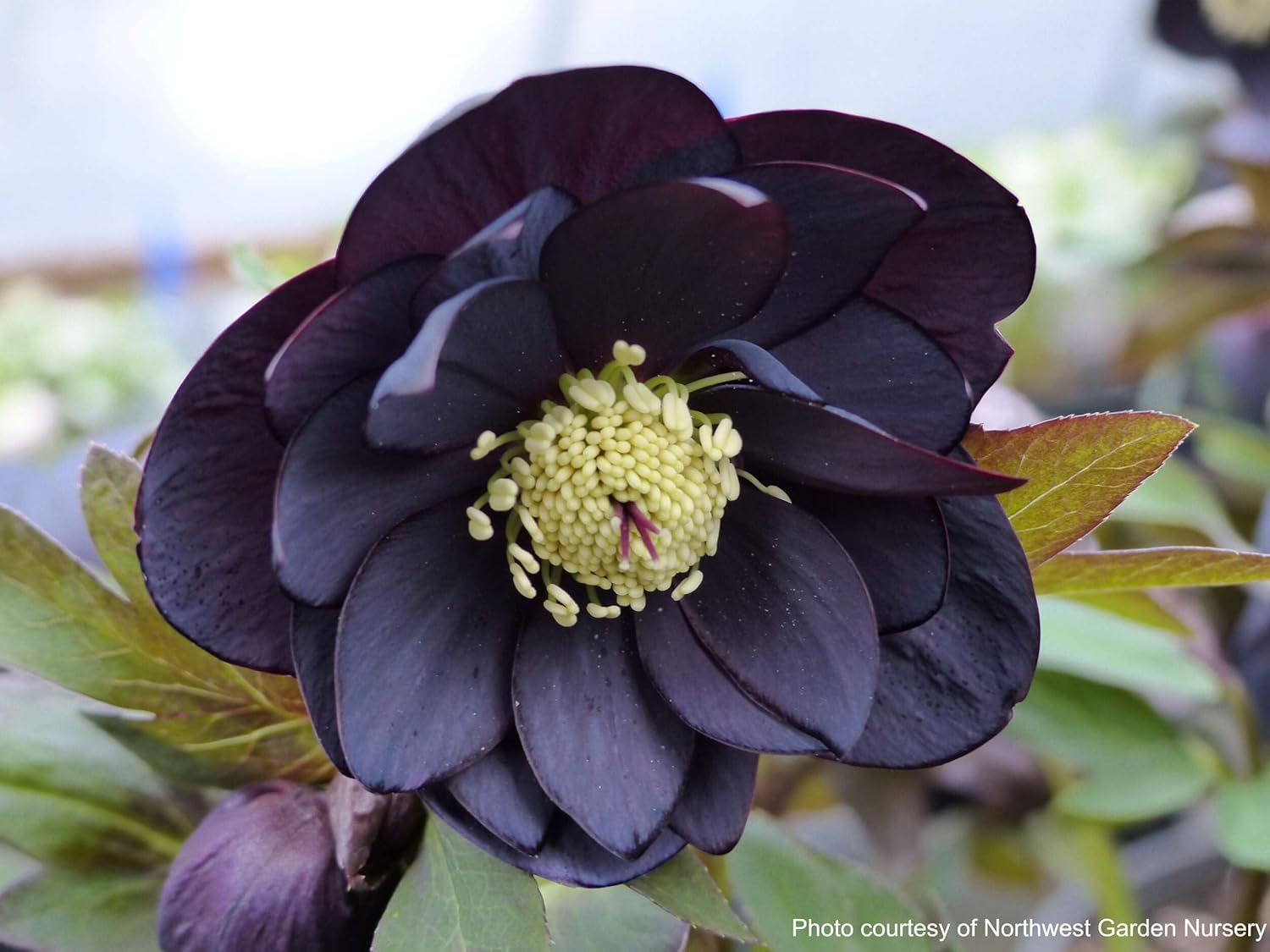 Perennial Farm Marketplace Helleborus x Winter Jewels 'Onyx Odyssey' (Lenten Rose) Perennial, 1 Quart, Near Black Flowers